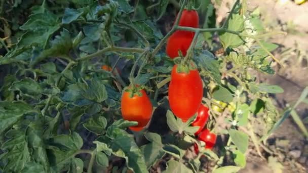 Tomates Ameixa Vermelha Arbusto Coberto Com Orvalho Manhã — Vídeo de Stock