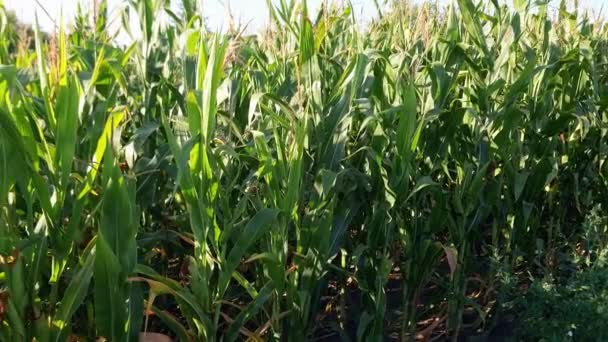Stengels Van Bloeiende Maïs Het Veld Bij Zonnig Weer Achtergrondverlichting — Stockvideo