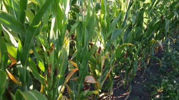 Stengels Van Bloeiende Maïs Het Veld Bij Zonnig Weer — Stockvideo