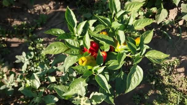 Paprika Pflanze Mit Jungen Früchten Morgen Auf Dem Feld — Stockvideo