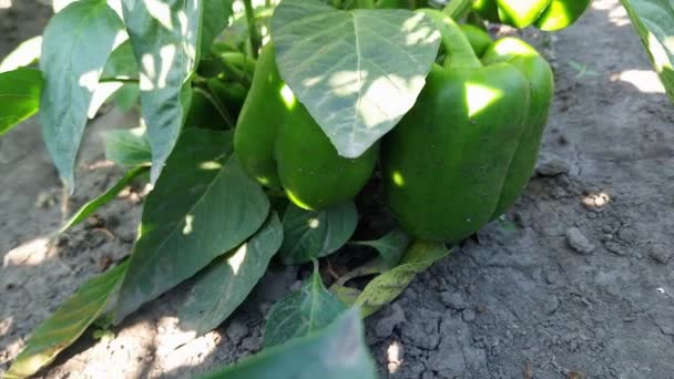 Planta Pimiento Con Frutas Verdes Campo Vista Inferior — Vídeos de Stock