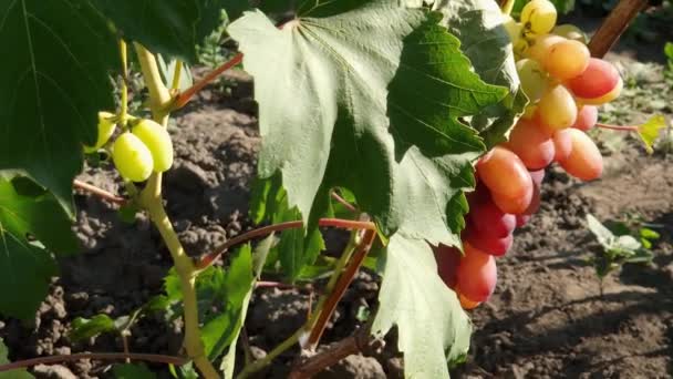 Stamboom Van Wijnstok Met Roze Druivenclusters Wijngaard — Stockvideo
