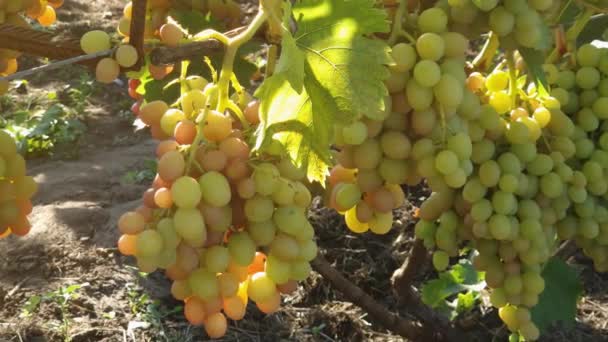 Stengels Van Wijnstokken Met Witte Druiven Wijngaard Met Achtergrondverlichting — Stockvideo