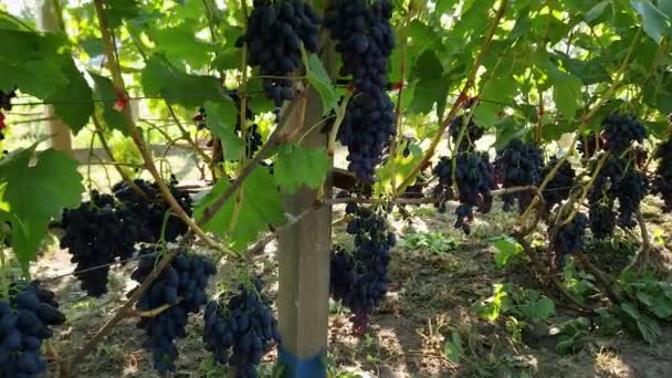 Stengels Van Druivenstokken Met Blauwe Druiven Wijngaard Met Achtergrondverlichting — Stockvideo