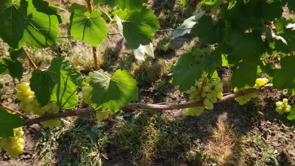 Stengels Van Wijnstokken Met Witte Druiven Wijngaard Met Achtergrondverlichting — Stockvideo