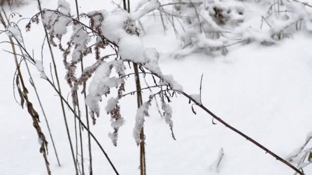 雪で覆われた草の耳が付いている高い乾燥した茎 — ストック動画