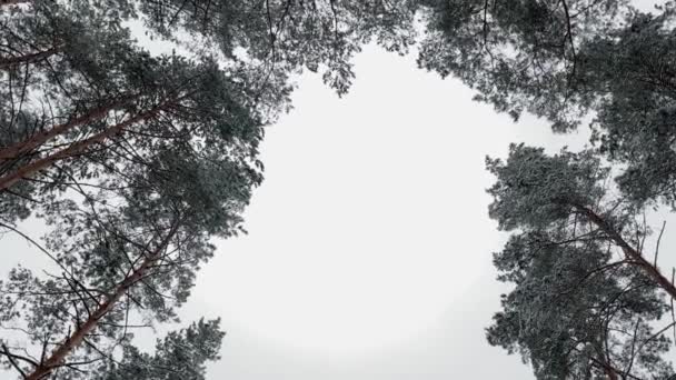 하늘에 눈으로 소나무 꼭대기 — 비디오