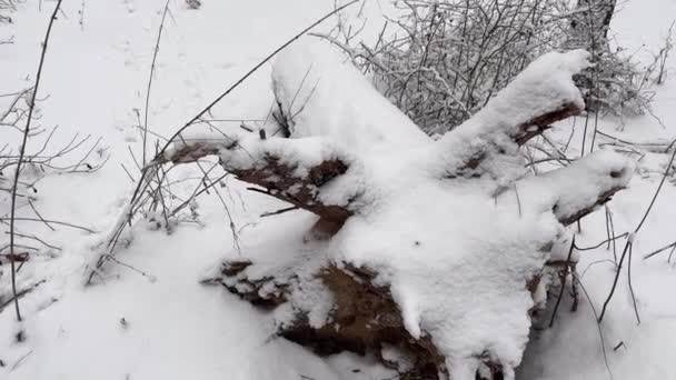 Kmen Kořeny Spadlého Vykořeněného Stromu Pokrytého Sněhem — Stock video