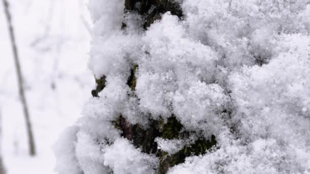 Tułów Brzozowy Poliporami Brzozowymi Pokryty Śniegiem Bliska — Wideo stockowe