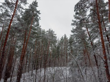 Kış çam ormanının bir parçası. Hava bulutlu olduktan sonra karla kaplı ön planda yaprak döken çalılar var.