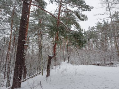 Kış çam ormanının bir parçası. Bulutlu bir havada kar yağdıktan sonra yaprak döken çalılar karla kaplı.