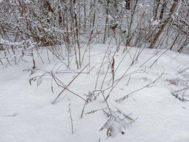 Ormandaki ovanın bir parçası, karlı bir kar yağışı sonrası, bulutlu bir havada çalıların arasında yüksek oranda kuru otlarla kaplı.