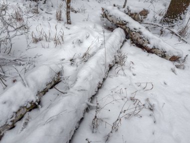 Ormanın bir kısmında ağaçlar karla kaplanmış. Kışın bulutlu bir ormanda, ön planda.