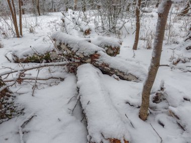 Ormanın bir kısmında ağaçlar karla kaplanmış. Kışın bulutlu bir ormanda, ön planda.