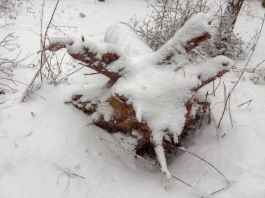 Gövdenin bir kısmı ve köklerinden sökülmüş ağacın kökleri karla kaplıydı. Hava bulutluyken ormanda kar yağışı vardı.