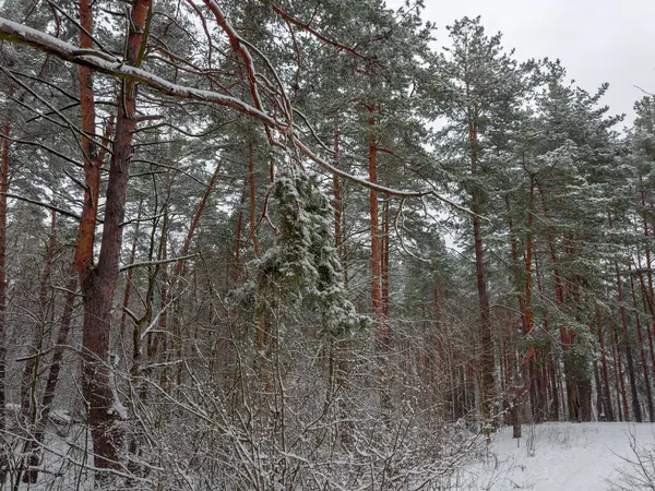 Kış çam ormanının bir parçası. Hava bulutlu olduktan sonra karla kaplı ön planda yaprak döken çalılar var.