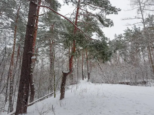 Kış çam ormanının bir parçası. Bulutlu bir havada kar yağdıktan sonra yaprak döken çalılar karla kaplı.
