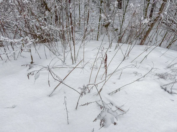 Ormandaki ovanın bir parçası, karlı bir kar yağışı sonrası, bulutlu bir havada çalıların arasında yüksek oranda kuru otlarla kaplı.