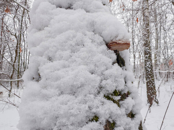 Trunk of old birch with birch polypore covered with fluffy snow after a snowfall in winter forest in overcast weather