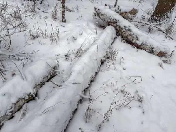 Ormanın bir kısmında ağaçlar karla kaplanmış. Kışın bulutlu bir ormanda, ön planda.