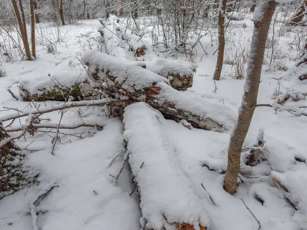 Ormanın bir kısmında ağaçlar karla kaplanmış. Kışın bulutlu bir ormanda, ön planda.