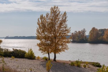 Parlak sonbahar yapraklı iki kavak, kumlu nehir kıyısında büyümekte. Ormanın arka planında, karşı kıyıda ve parçalı bulutlu gökyüzünde.