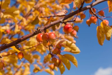 Cennet elma ağacının dalında küçük olgun meyveler ve parlak sonbahar yaprakları seçici odak noktasında, açık gökyüzüne karşı.
