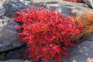 Parlak kırmızı sonbahar yapraklarıyla süslü çalılar güneşli bir havada parktaki taşların arasında büyüyor.