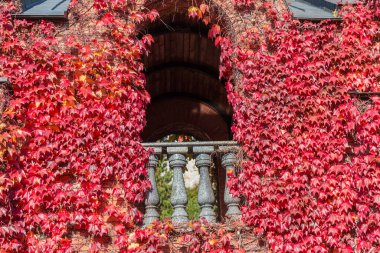Binanın ön cephesinde, balkon ile donatılmış, şekillendirilmiş taş balyalarla donatılmış, parlak kırmızı sonbahar yapraklarıyla sarmaşıkların arasında sıkıca büyümüş.