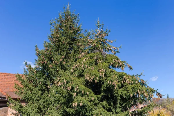 Tops of two spruces with lot of cones on a background of the clear sky and parts of buildings in autumn sunny day