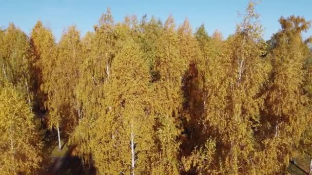Березы Ярко Желтой Листвы Осеннем Парке Вид Воздуха — стоковое видео
