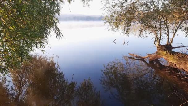 フォアグラウンド上昇する霧とぶら下がるウィローの枝を持つ湖 — ストック動画