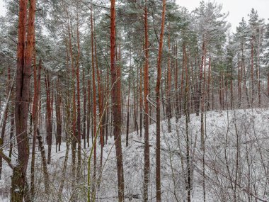 Kış çam ormanının tepelerinde, bulutlu bir havada kar yağdıktan sonra ön planda yaprak döken çalılar vardı.