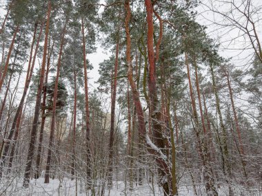 Kış çam ormanının bir parçası, karla kaplı yaprak döken çalılar uzak çok katlı binalara karşı, bulutlu bir havada kar yağışı sonrası.