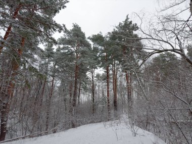 Kış çam ormanının tepelerinde, bulutlu bir havada kar yağdıktan sonra ön planda yaprak döken çalılar vardı.
