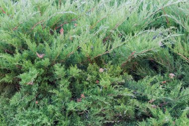 Sonbahar parkında sayısız meyvesi olmayan ardıç çalısı, bulutlu bir günde çalılık yakın plan.