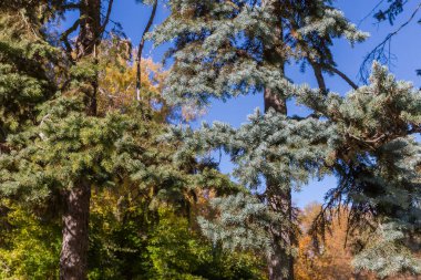 İki farklı türün gövde ve dallarının parçaları. Güneşli sonbahar günlerinde yaygın ve mavi ladin.