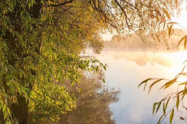 Pond with willows on bank and calm water with rising fog above the water in autumn at sunrise backlit