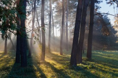Parktaki farklı ağaçlar sonbahar sabahında sisli bir güneş ışınlarıyla aydınlatılıyor.
