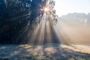 Sonbahar parkında sayısız mavi meyveli ardıç çalısı, güneşli bir sabahta yakın plan.