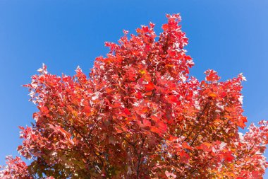 Acer Rubrum ağacının tepesinde, parlak kırmızı sonbahar yapraklı kırmızı akçaağaç olarak da bilinir, açık gökyüzünün arka planında, güneşli bir günde alt üst görünümde.