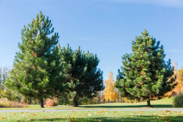 在阳光明媚的秋日 草坪上生长着美丽的白松 它们映衬着其它的树木和晴朗的天空 图库照片