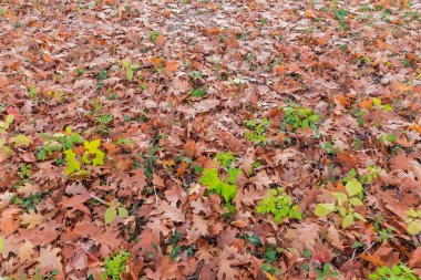 Kuzey meşesinin düşen sonbahar yaprakları ve aralarında genç ağaç filizlenir bulutlu bir akşamda çimlerin üzerinde.