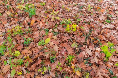Kuzey meşesinin düşen sonbahar yaprakları ve aralarında genç ağaç filizlenir bulutlu bir akşamda çimlerin üzerinde.