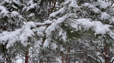 Çam dalları kış ormanlarında karla kaplıdır.