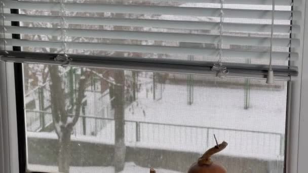 窗台上的两个窗台壁球与窗外的冬季景观相抗衡 — 图库视频影像