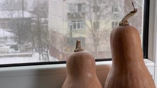 Dwie Dyni Parapecie Przed Zimowym Krajobrazem Zewnątrz Okna — Wideo stockowe