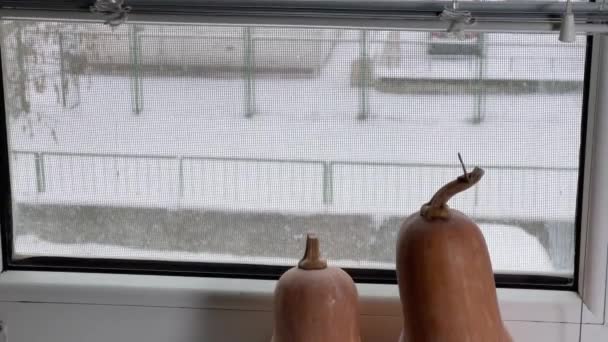 窗台上的两个窗台壁球与窗外的冬季景观相抗衡 — 图库视频影像