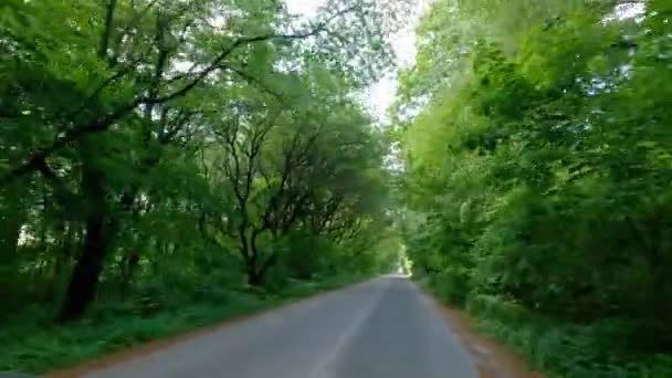 Route Asphaltée Locale Avec Forêt Des Deux Côtés — Video