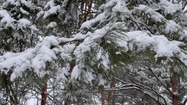 Gałęzie Sosny Pokryte Śniegiem Lesie Zimowym Zbliżenie — Wideo stockowe